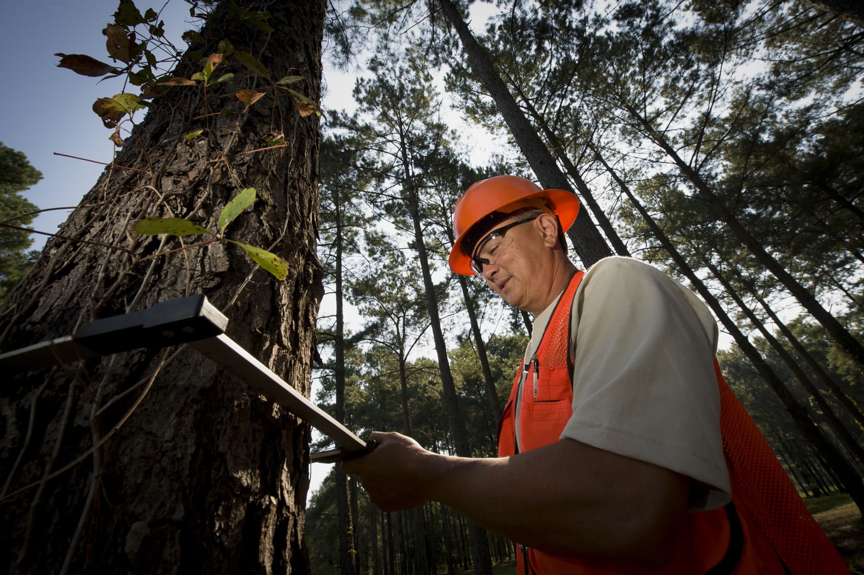 A man in an orange vest and hard hat measuring the width of a tall tree.