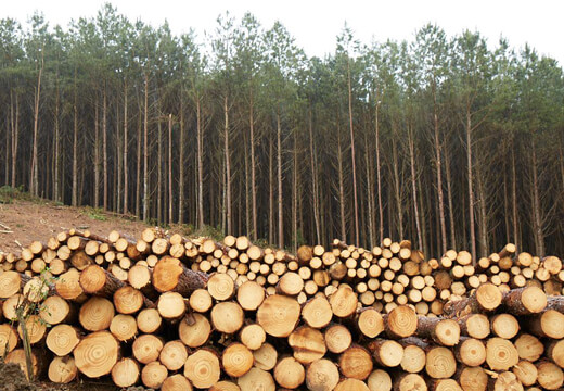 Logs of pine and eucalyptus