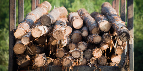 Several wood logs stacked in a trailer.