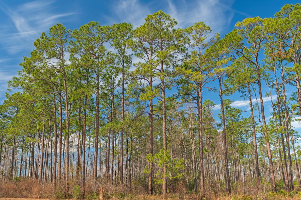 Conservación natural de Carolina del Sur
