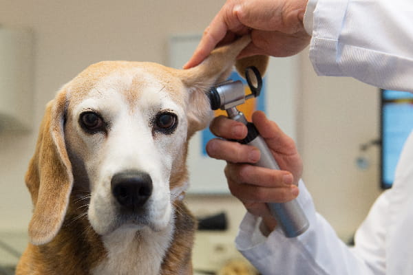 dog getting ears checked by vet