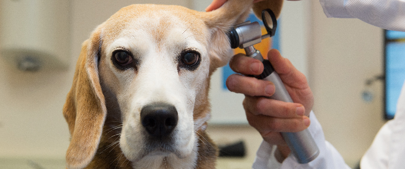 dog getting ears checked at vet