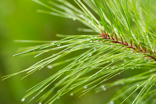 Close up of pine tree limb
