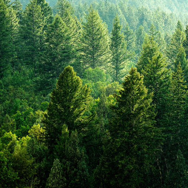 WestRock 可持续林业